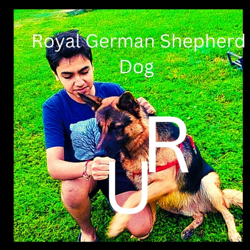 Royal German Shephard dog