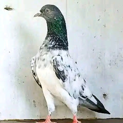 UM pigeon loft punjab