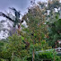 AZkkWc-iJzM-channel-avatar-Kebun durian HS