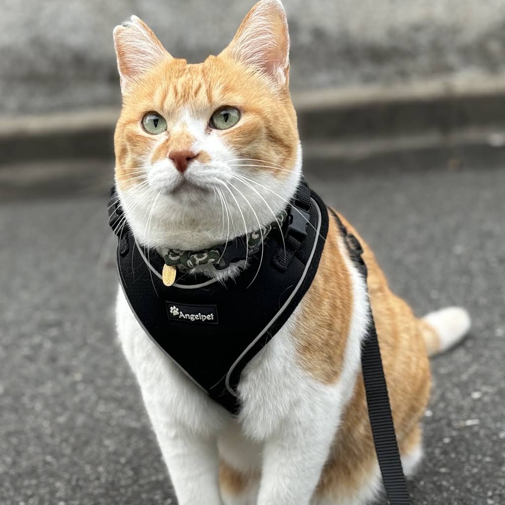 ChaCha: The Former Stray Cat - YouTube