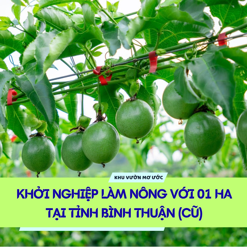 LÀM VƯỜN CÓ GÌ VUI?