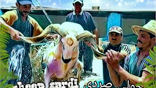 «حولي صردي sheep sardi» youtube banner