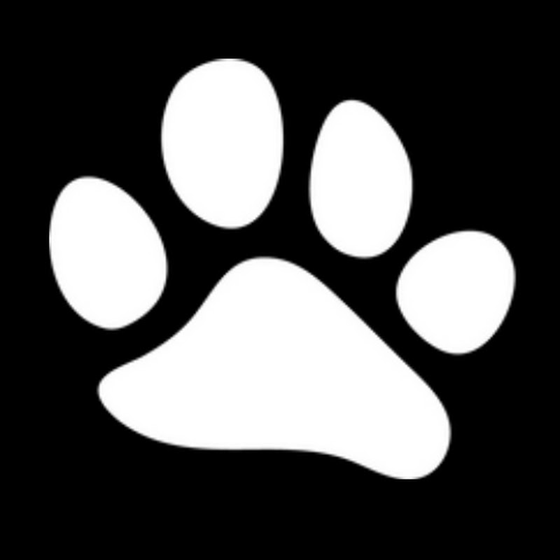 leopardcatamaran