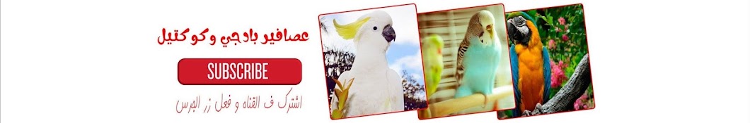 Ø¹ØµØ§ÙÙŠØ± Ø¨Ø§Ø¯Ø¬ÙŠ ÙˆÙƒÙˆÙƒØªÙŠÙ„ Birds Avatar de canal de YouTube