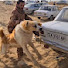 sfPC-_10UKk-channel-avatar-ALABAI WOLFHOUND