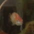 56s8MC5XkSU-channel-avatar-fishy gishy