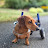 @Teddy_the_disabled_dachshund