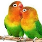 love birds parrot logo