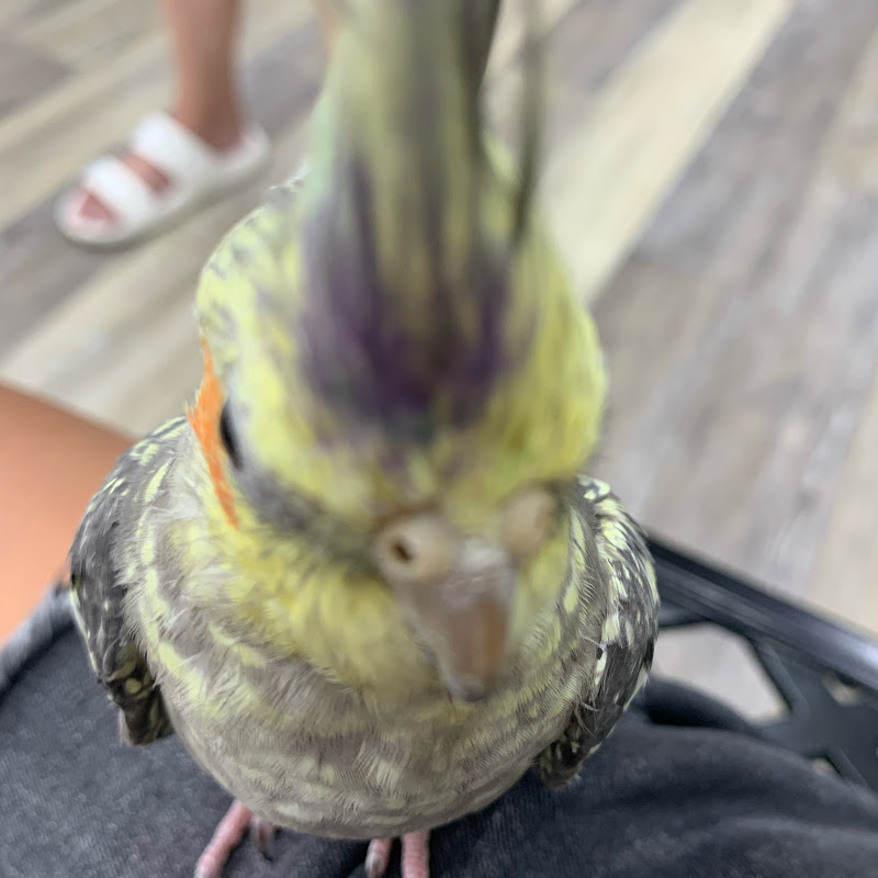 Mango🥭💛