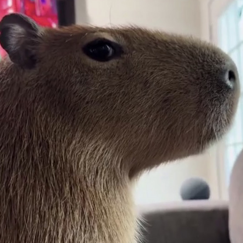 capybara 