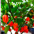 OsBmgN-9Amc-channel-avatar-DONNA’S GARDEN 