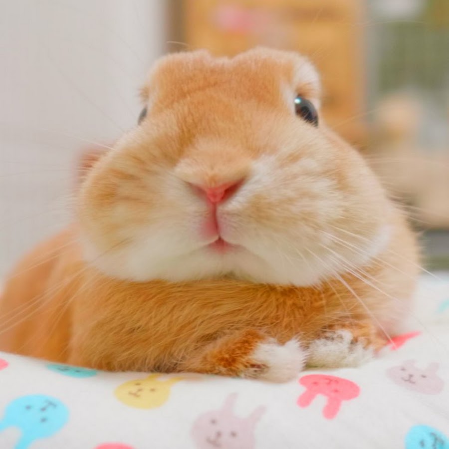 Bunny Mugi Channel Youtube