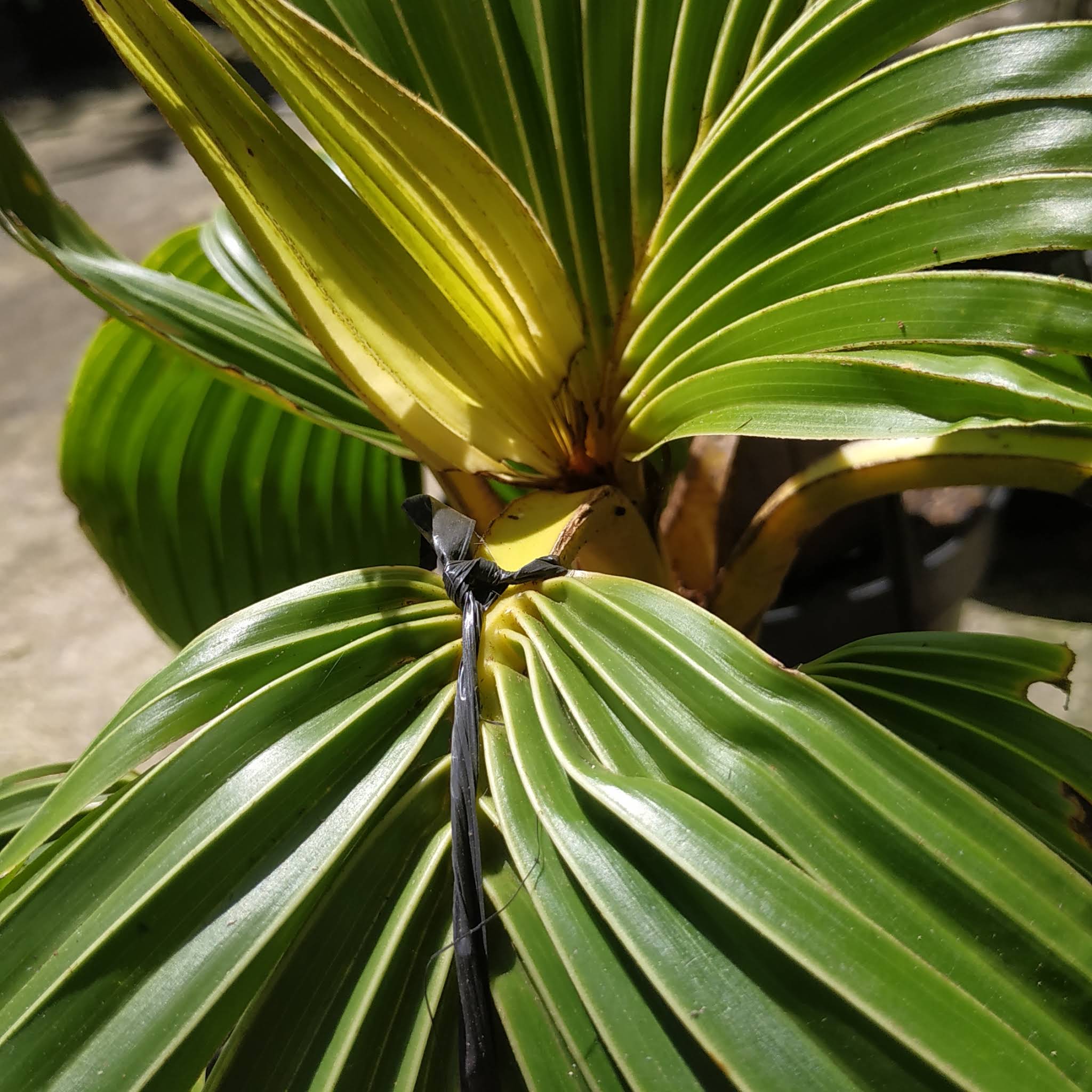 Katta dumbali yalangoch fotosuratlar