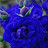 @Sylvia-q8g