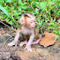 HesJV83iKaM-channel-avatar-Monkey Natural Life