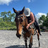 xW7ORqYvu54-channel-avatar-Toni Mudge - Life On Both Reins 
