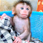 Monkey Joyce - @monkeyjoyce1795 YouTube Profile Photo
