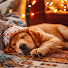 Ciqva0oZ3HY-channel-avatar-Dog Sleep Sounds