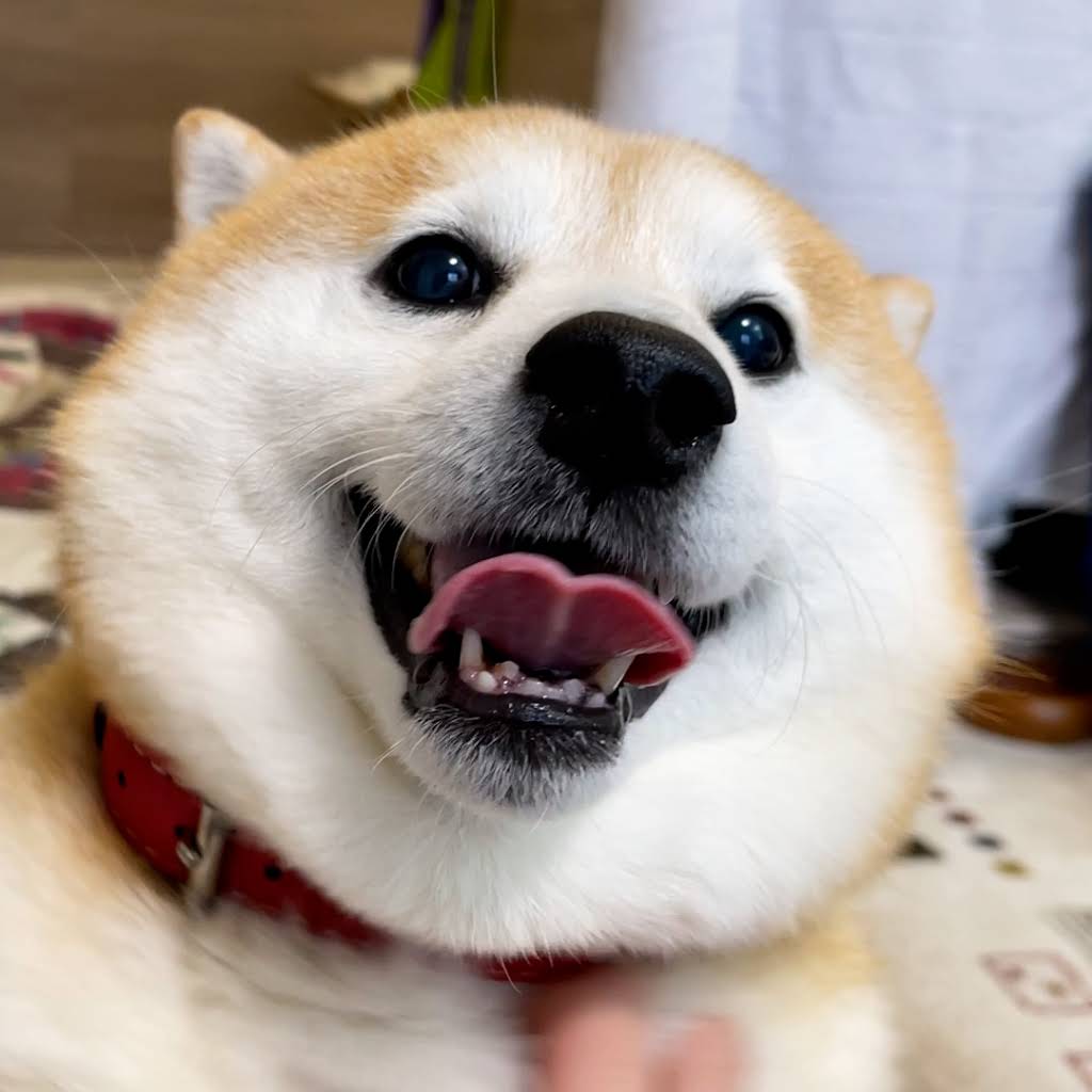 らんまる様 柴犬らんまる | 柴犬らんまるの丸頭製作所【公式サイト】