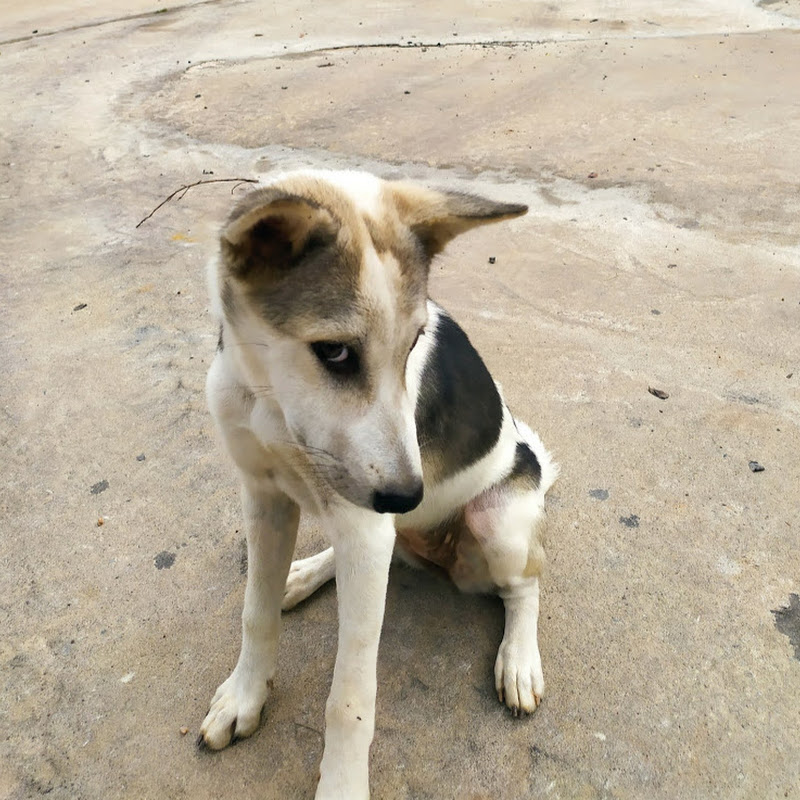 สัตว์เลี้ยงแสนรัก บ้านสวน