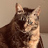 71fgwmD-enQ-channel-avatar-ねこぐるまチャンネル    nekoguruma ch