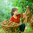 XjKryqo53fE-channel-avatar-Tieu Ly Harvest Life
