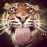 Wcv1PpH68D4-channel-avatar-Raraa! 🐅