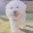 @coron_bichon