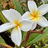 dp0ry_d-yuk-channel-avatar-Truth Gardener