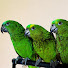 HJuVOJvhDMI-channel-avatar-Trio Colorido