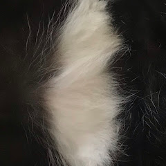 歯槽膿漏アイコン画像