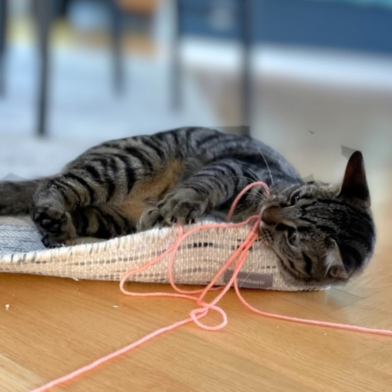 HugoTheCat