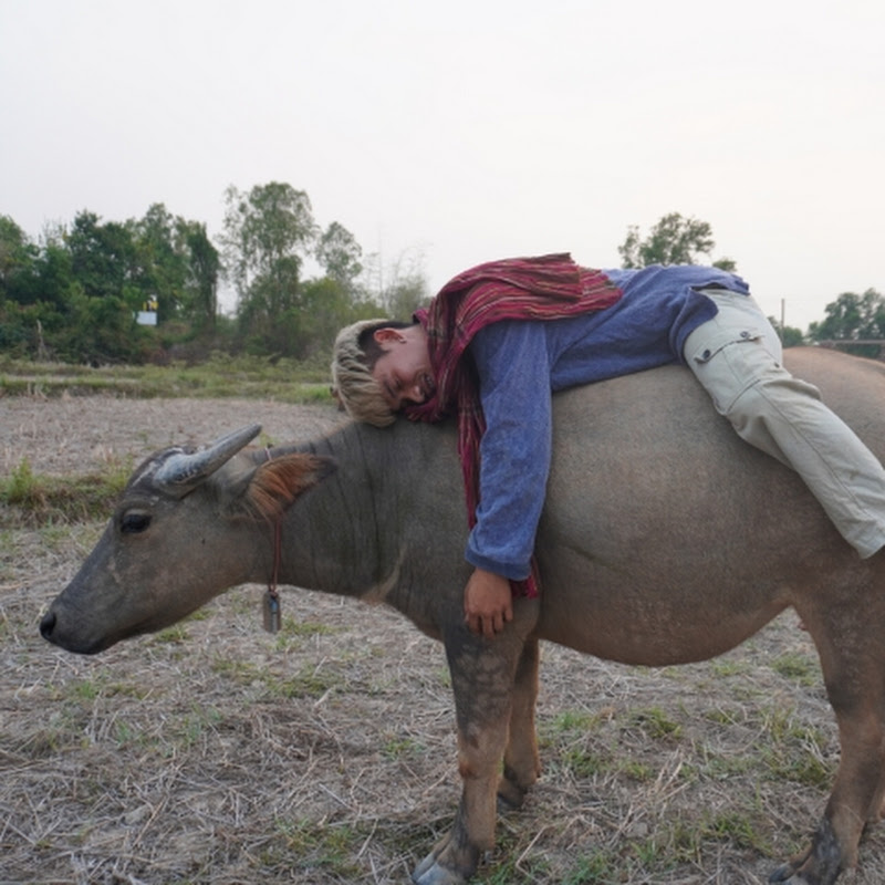 ไพสิฐ ฟาร์ม