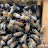 Jims (mis)Adventures In Beekeeping
