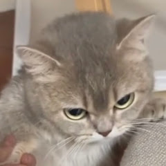 をにばば