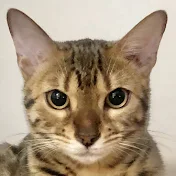 ベンガルロケット Bengal Rocket