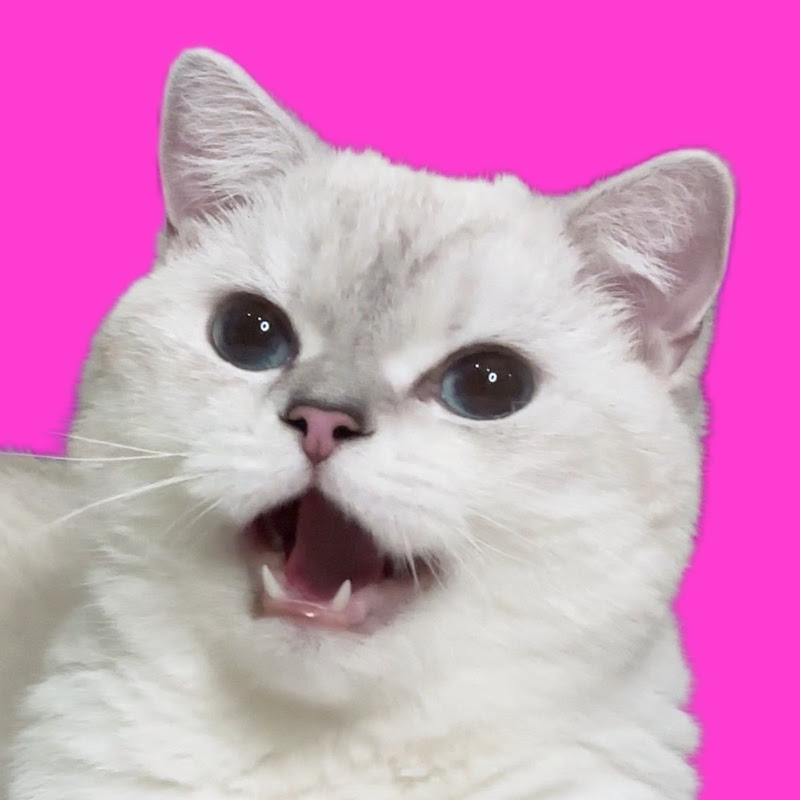 Crazy Shiny cat
