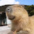 @I_am_Capybara001