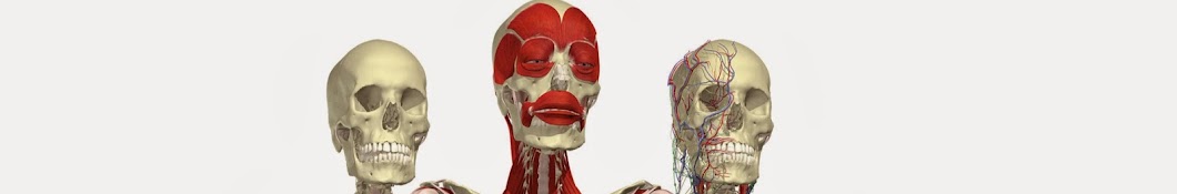 Primal Pictures - 3D Human Anatomy ইউটিউব চ্যানেল অ্যাভাটার