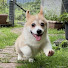 YHER96nvAc4-channel-avatar-一斤と行く和歌山グルメ | たまに関西🐶