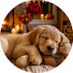 olVRP887CCo-channel-avatar-Calm Dogs at Home