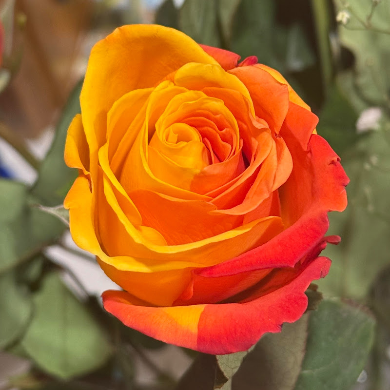 Magic Gardens and Roses