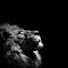 dIMXaYMHQ3M-channel-avatar-GMS A Lions Whelp