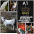 dguCBhTgde0-channel-avatar-A1 GROUP King 