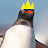 KingPengin