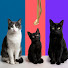 yZM8jvqSnjE-channel-avatar-SlowLifeWithCats
