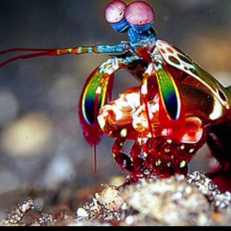 Mantis Shrimp