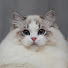 7hJIc66RI7E-channel-avatar-DreamiiDolls Ragdolls
