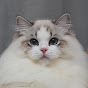 DreamiiDolls Ragdolls