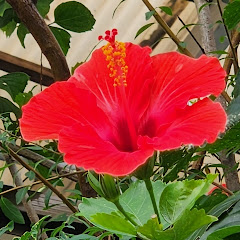 田中島んちゅさん